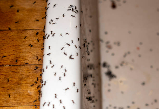 Best Best Pest Control Companies  in Lone Tree, CO