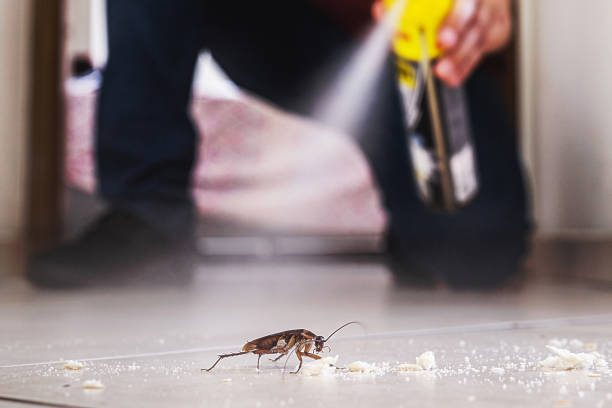 Best Pest Control Near Me in Lone Tree, CO